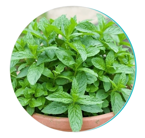 Biodentix 30 peppermint new
