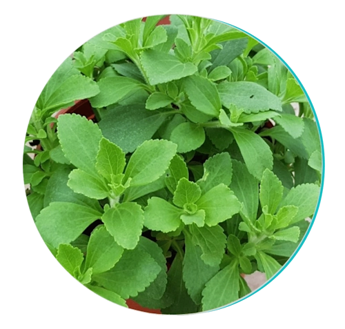 Biodentix 25 stevia new